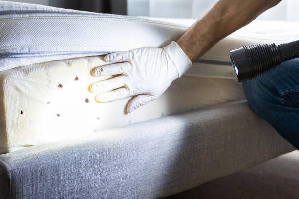 Best Flea Control Services  in Burnham, PA