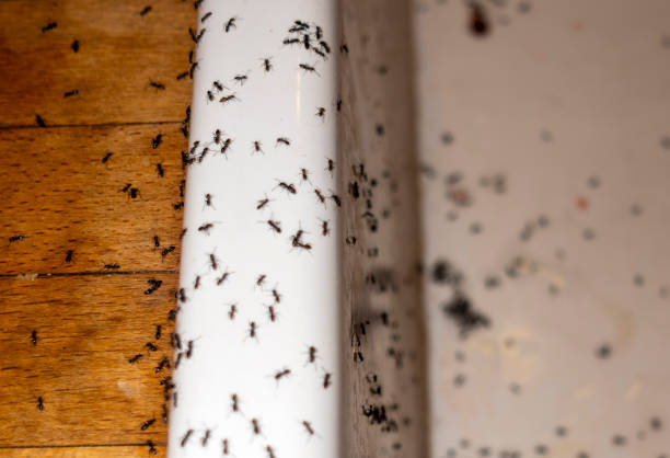 Best Commercial Pest Control Services  in Burnham, PA